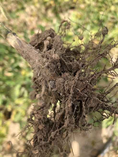 SCN in Candor Soybean roots, Western Ontario 2022