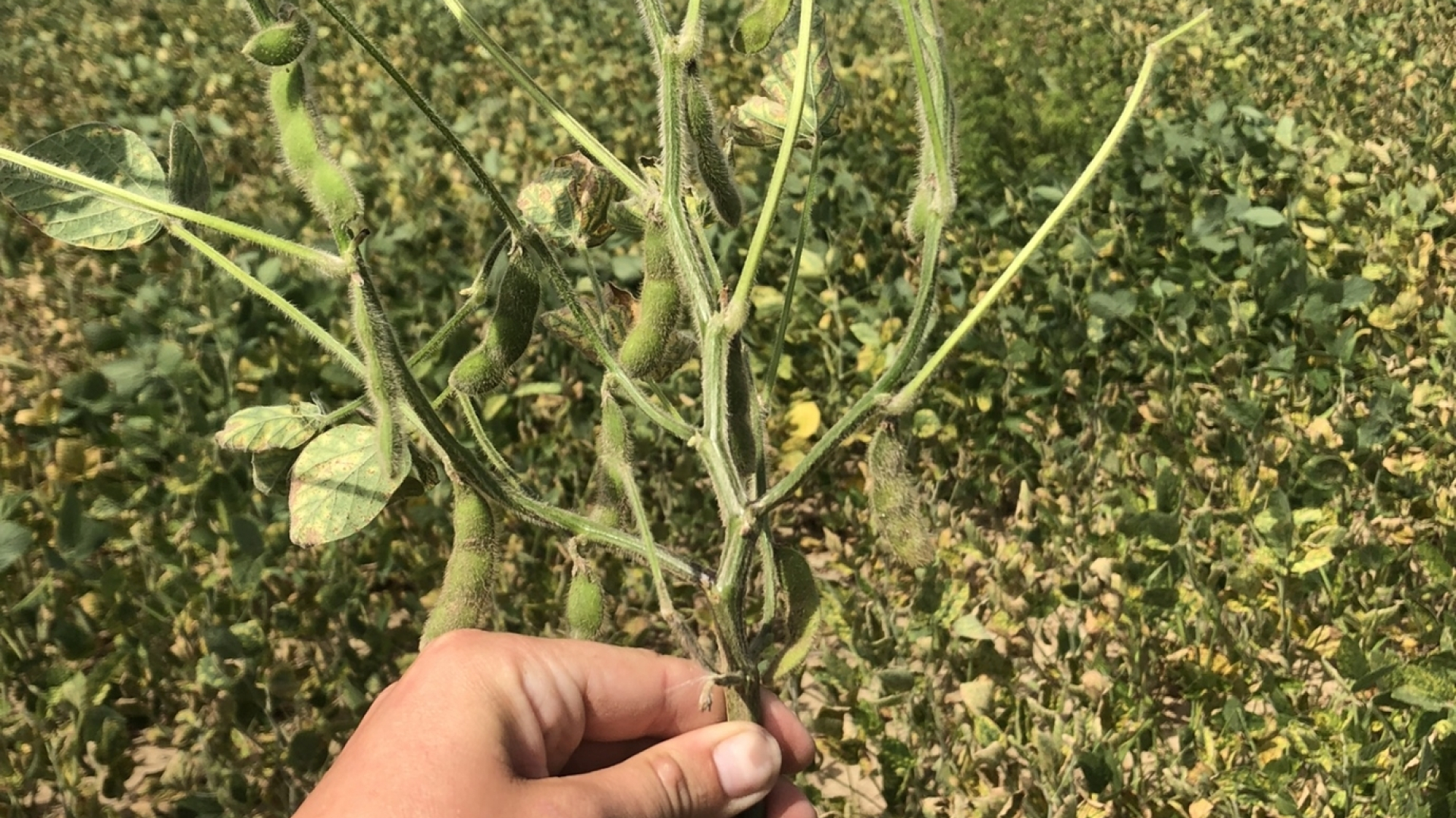 Soybean Cyst Nematode impact on Soybean Field in Western Ontario 2022