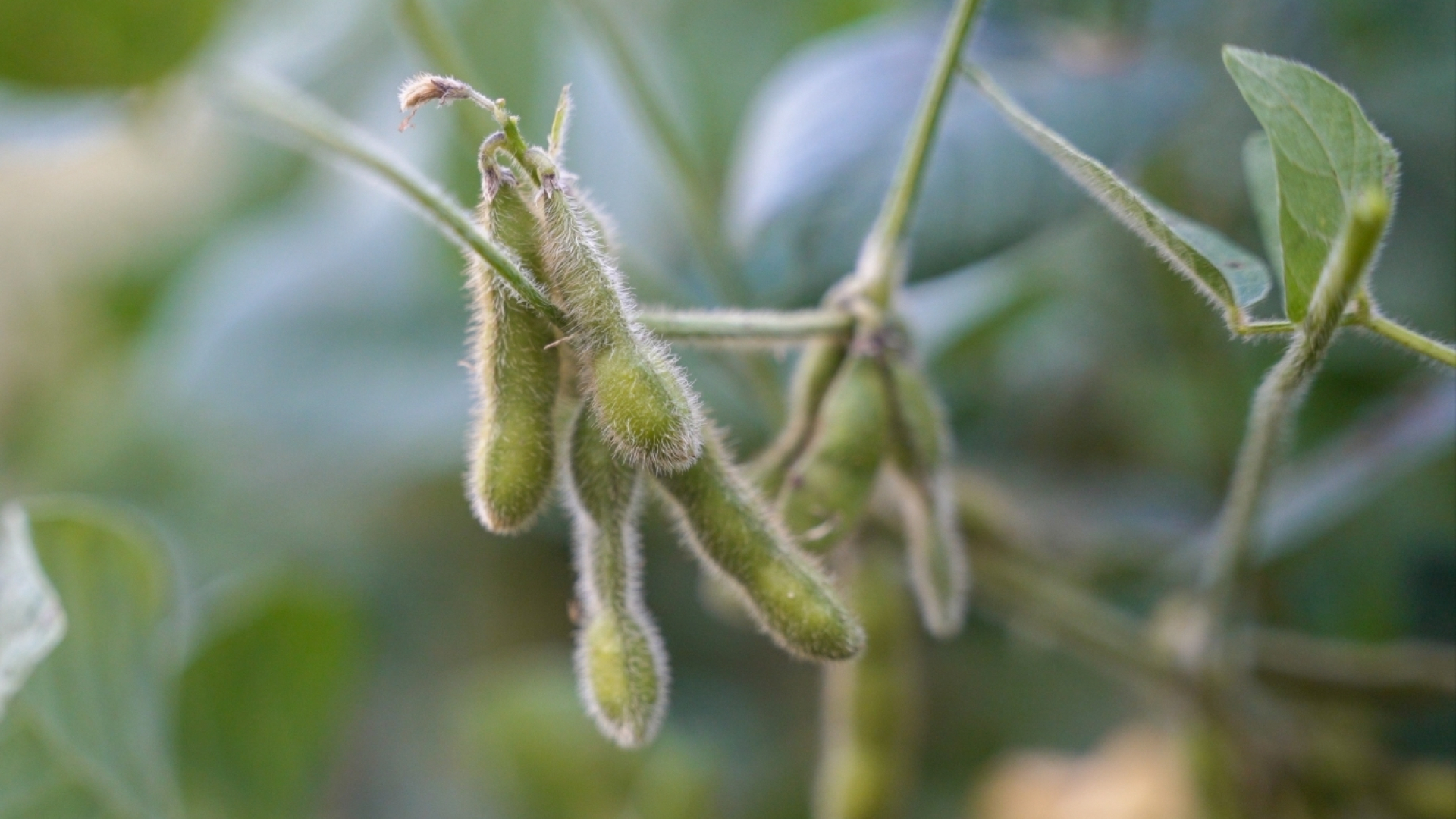 Sustainable Canadian Soy Program 