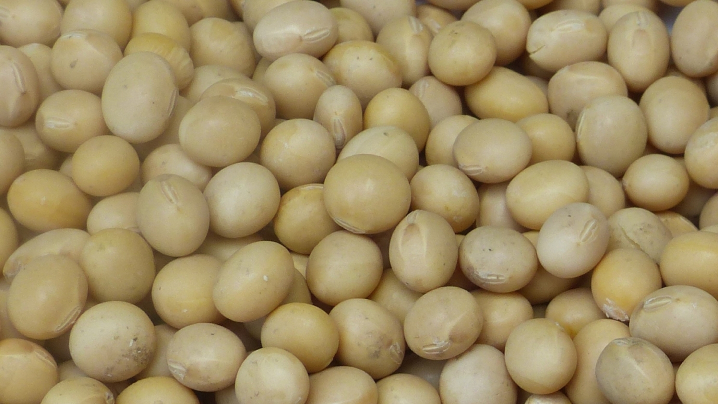 Soybean Seeds with Seed Coat Damage