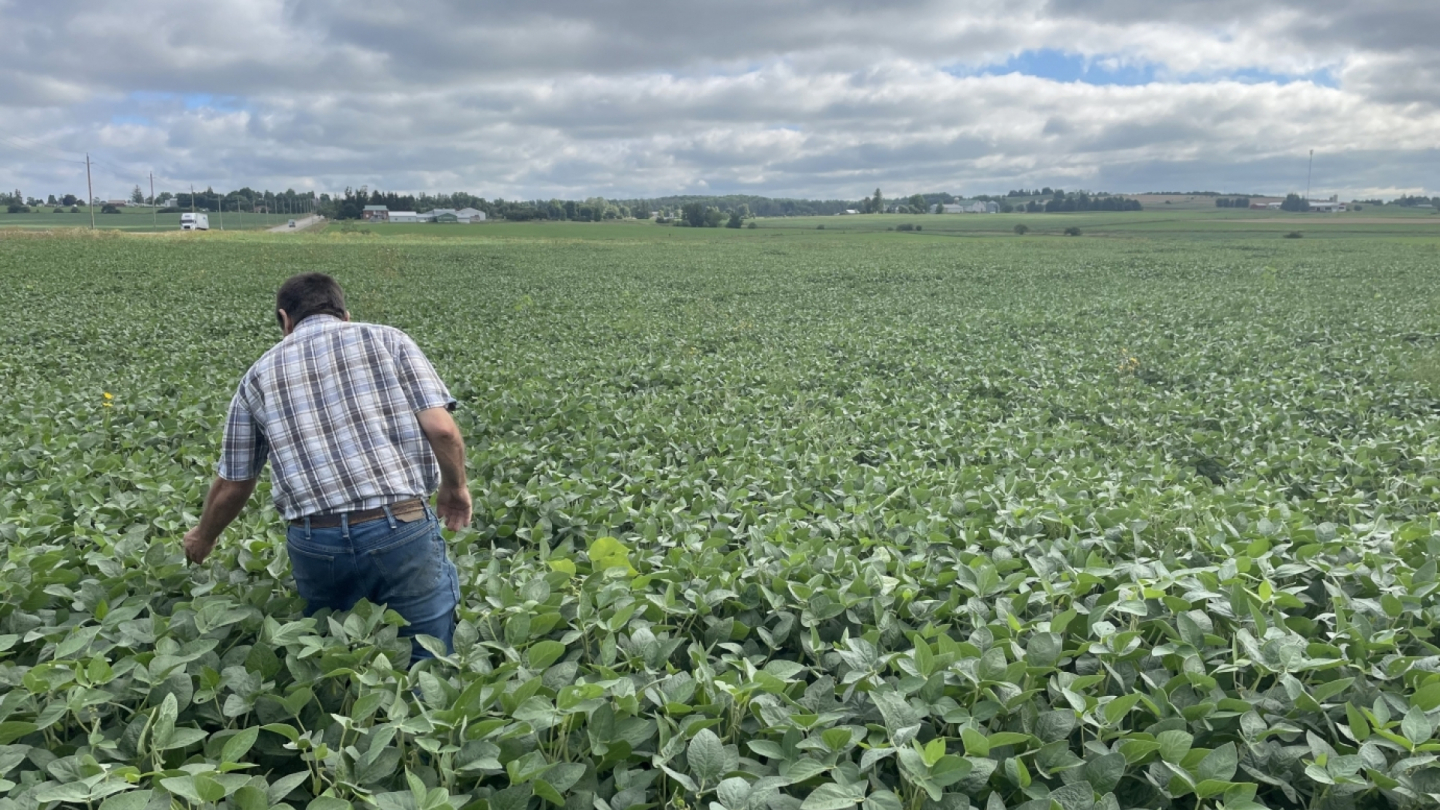 Sevita soybean field, Western Ontario 2022